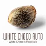 Amsterdam Genetics White Choco Autoflower