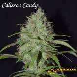 Ananda Seeds Calisson Candy