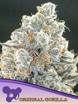 Anesia Seeds Original Gorilla #4