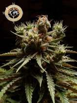 Anesia Seeds Pure Durban