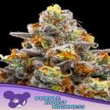 Anesia Seeds Purple Boost Highness