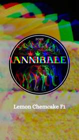 Annibale Genetics Lemon Chemcake