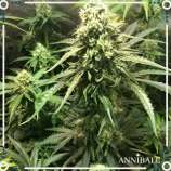 Annibale Genetics Old Peyote