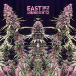 Annunaki Genetics East Coast Sour Soda