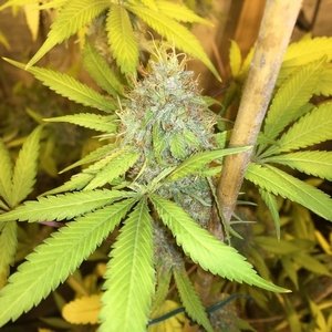Purple Lazerlite 4 (von Antenna Seeds) :: Cannabis Sorten Infos