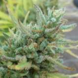 ApeOrigin Grapefruit Sativa