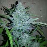 Author Seeds Amnesia Top