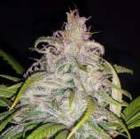 Author Seeds White High Ryder