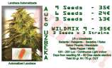 AutoFem Seeds Auto Uzbeka