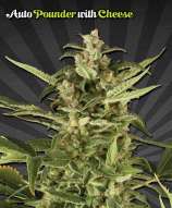 Auto Seeds Auto Pounder with Cheese