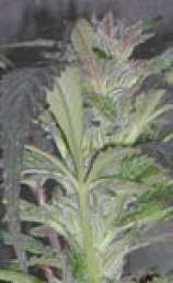 B.C. Bud Depot Satura Sativa