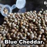 BSB Genetics Blue Cheddar #1
