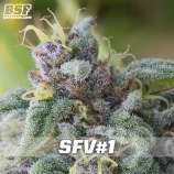 BSF Seeds SFV #1