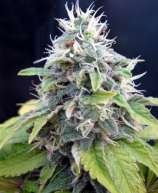 Baked Beans Cannabis Seeds Jack Herer