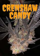 Bardi Green Voohoo Genetics Crenshaw Candy