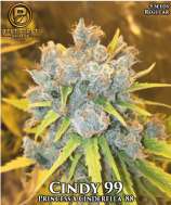 Best Coast Genetics Cindy 99