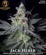 Best Coast Genetics Jack Herer