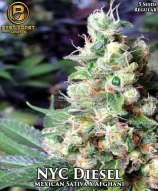 Best Coast Genetics NYC Diesel