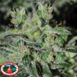 Big Buddha Seeds Double Cheese