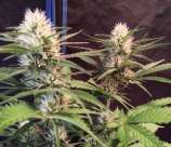 Bigdogs Seeds Collection Silver Rocket