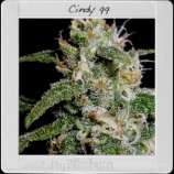 Blim Burn Seeds Cindy's 99