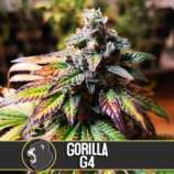 Blim Burn Seeds Gorilla Glue #4