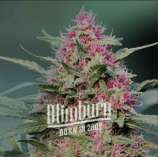 Blim Burn Seeds Pink Rozay