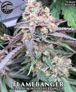 Bloom Seed Co Flamebanger