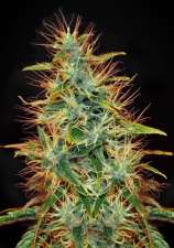 Bob Marley Seeds Jamaica Sativa