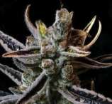 Bodhi Seeds Lavender Jack