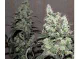 Bodhi Seeds Super Snow Lotus