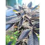 Bodhi Seeds Tranquil Elephantizer