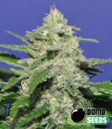 Bomb Seeds Widow Bomb