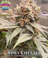Boneyard Seeds Norcal Bob’s Chetter