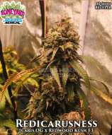 Boneyard Seeds Norcal Redicarisness