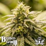 Brothers Grimm Durban Nights XX