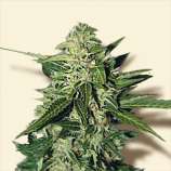 Bulk Seeds Auto Mazar