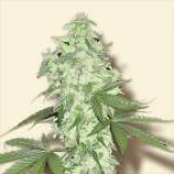 Bulk Seeds Lowryder #2