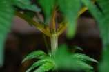 CH9 Female Seeds Automatic