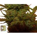 CH9 Female Seeds Climax Autoflower