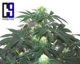 CH9 Female Seeds Herijuana Jack 33