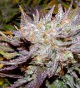 Cabin Fever Seed Breeders Blue Geez