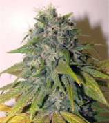 Cabin Fever Seed Breeders Master OG