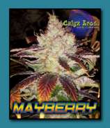 Calyx Bros. Seed Co. Mayberry