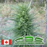 Canadian Bred Seeds Fast Girl