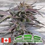 Canadian Bred Seeds Lethal Purple