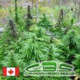 Canadian Bred Seeds Poison Mighty Mite