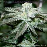 CannaVenture Seeds Pure Raspberry Kush