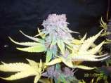 CannaVenture Seeds Purple Berry BX