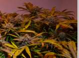 Cannabis Family Seeds Indigo Dream